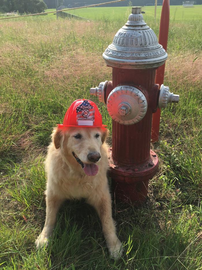 dog at hydrant